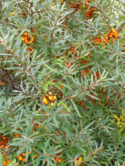 HIPPOPHAE rhamnoides