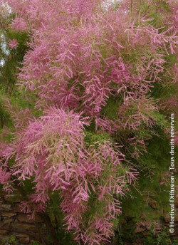 TAMARIX ramosissima