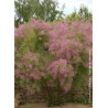 TAMARIX ramosissima