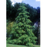 CEDRUS deodara