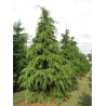 CEDRUS deodara