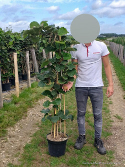 KIWI En pot de 10-12 litres