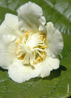 KIWI autofertile SOLOSSIMO