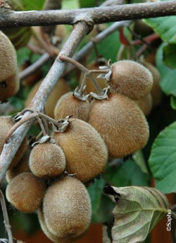 KIWI autofertile SOLOSSIMO