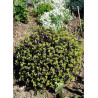 PITTOSPORUM tenuifolium TOM THUMB