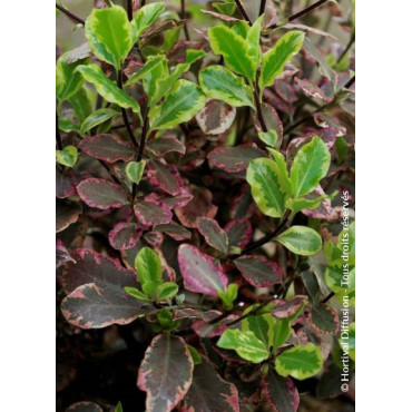 PITTOSPORUM tenuifolium ELIZABETH