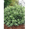 PITTOSPORUM tenuifolium GOLF BALL
