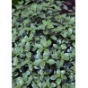PITTOSPORUM tenuifolium SILVER BALL cov