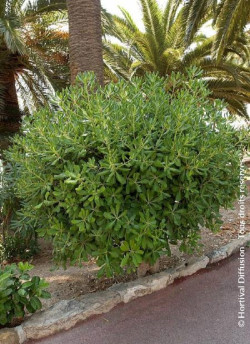 PITTOSPORUM tobira