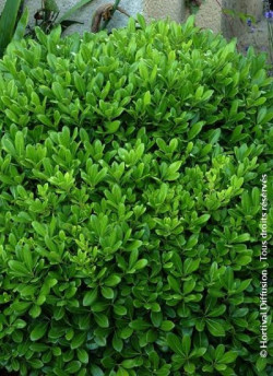 PITTOSPORUM tobira NANA