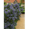 CEANOTHUS VICTORIA