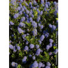 CEANOTHUS VICTORIA