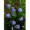 CEANOTHUS VICTORIA