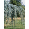 CEDRUS atlantica GLAUCA PENDULA