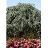 CEDRUS atlantica GLAUCA PENDULA