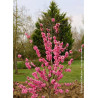 PRUNUS persica TAOFLORA PINK