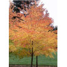 CERCIDIPHYLLUM japonicum