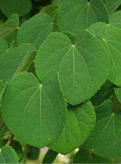 CERCIDIPHYLLUM japonicum