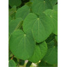 CERCIDIPHYLLUM japonicum