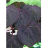 CERCIDIPHYLLUM japonicum ROTFUCHS