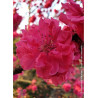 PRUNUS persica TAOFLORA RED