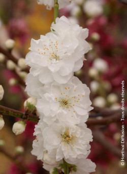 PRUNUS persica TAOFLORA WHITE