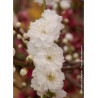 PRUNUS persica TAOFLORA WHITE