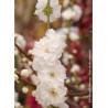 PRUNUS persica TAOFLORA WHITE