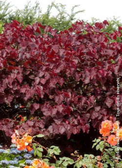 CERCIS canadensis FOREST PANSY