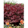 CERCIS canadensis FOREST PANSY