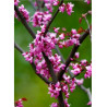 CERCIS canadensis FOREST PANSY