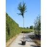 PRUNUS pandora En pot de 35-50 litres forme tige hauteur du tronc 180-200 cm