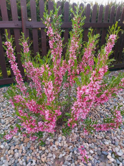 PRUNUS tenella FIRE HILL