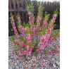 PRUNUS tenella FIRE HILL