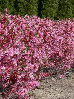 PRUNUS tenella FIRE HILL