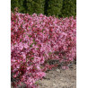 PRUNUS tenella FIRE HILL