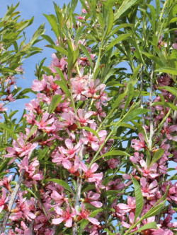 PRUNUS tenella FIRE HILL