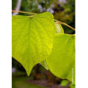 CERCIS canadensis HEARTS OF GOLD