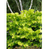CERCIS canadensis HEARTS OF GOLD