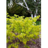 CERCIS canadensis HEARTS OF GOLD