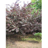 PRUNUS TRAILBLAZER