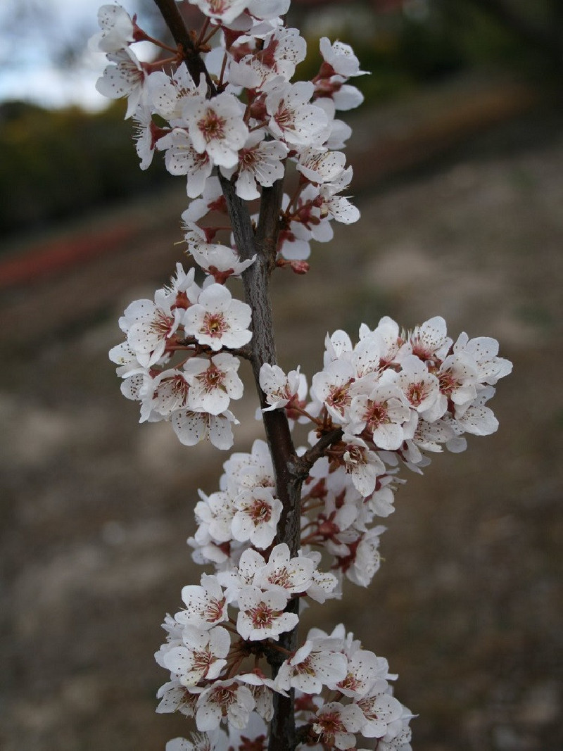 PRUNUS TRAILBLAZER