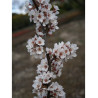 PRUNUS TRAILBLAZER