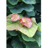 CERCIS canadensis LITTLE WOODY