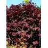 CERCIS canadensis RED FORCE