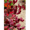 CERCIS canadensis RED FORCE