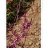 CERCIS canadensis RED FORCE