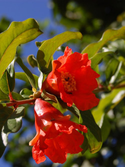 GRENADIER à fruits ACCO