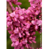 CERCIS chinensis AVONDALE