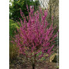 CERCIS chinensis AVONDALE